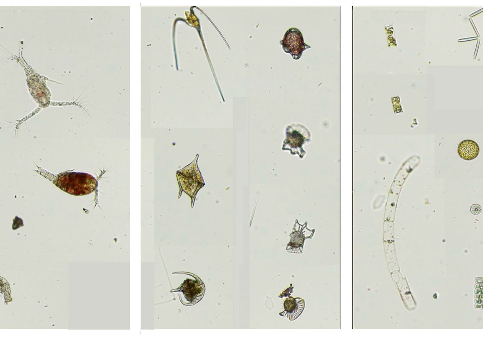 Picture1-Mara-Freilich